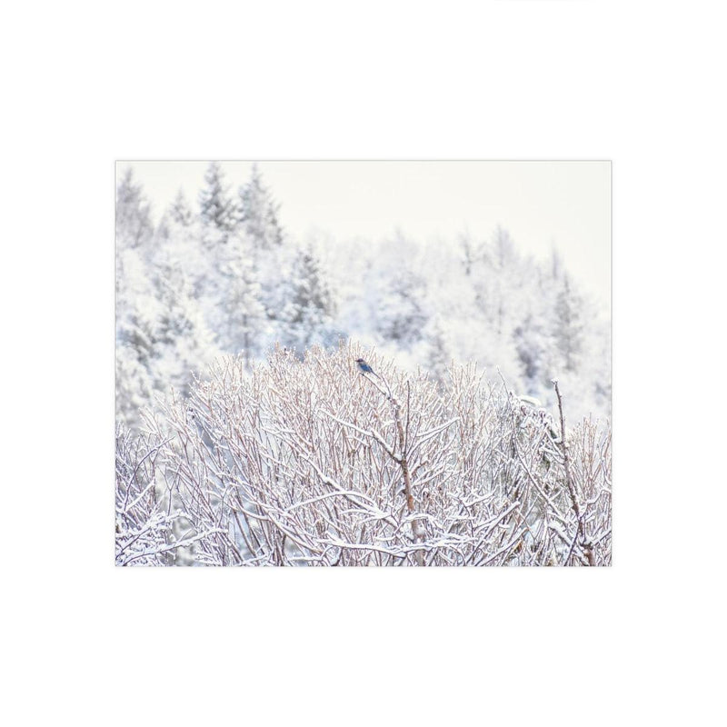 Blue Bird in a Snowy Forest - Photo Poster, Poster, Printify, Art & Wall Decor, Home & Living, Paper, Poster, Posters, Laura Christine Photography & Design, laurachristinedesign.com