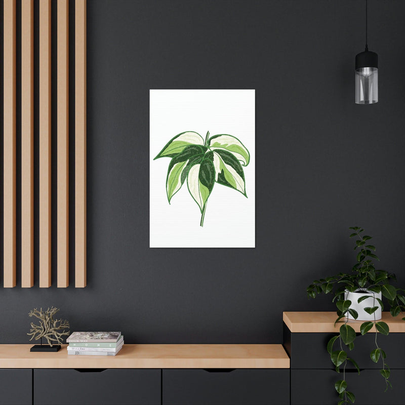 Philodendron &