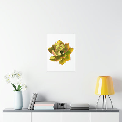 Noble Aeonium Succulent Print