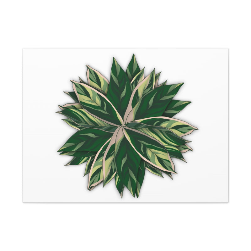 Stromanthe Triostar 帆布