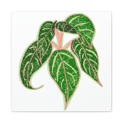 Aglaonema Sparkling Sarah 植物帆布