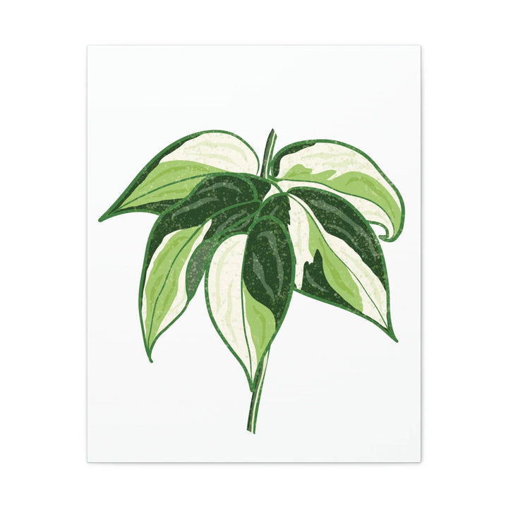Philodendron Canvas Print - Cream Splash Variegated Plant Art on Matte Cotton Canvas