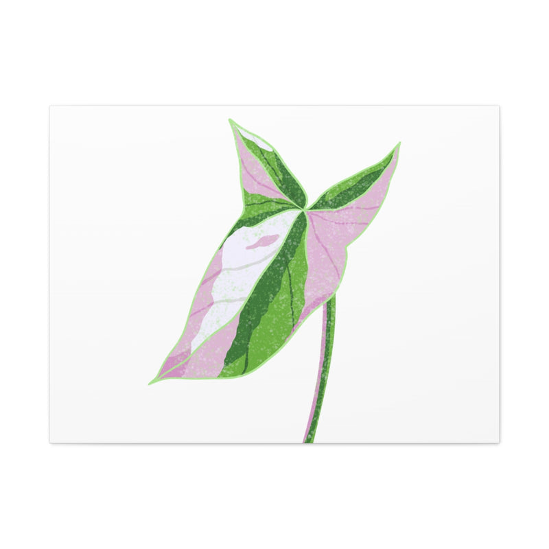 Syngonium Tricolor Canvas