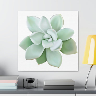 Pachyveria Haagei Succulent Canvas, Canvas, Printify, Art & Wall Decor, Canvas, Hanging Hardware, Home & Living, Indoor, Laura Christine Photography & Design, laurachristinedesign.com