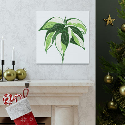 Philodendron 'Cream Splash' Canvas