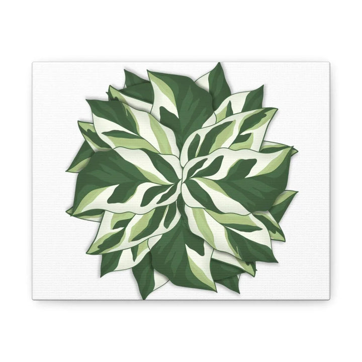 Calathea White Fusion Canvas | Indoor Wall Art - Matte Finish Botanical Canvas Art Print - Laura Christine Photography & Design