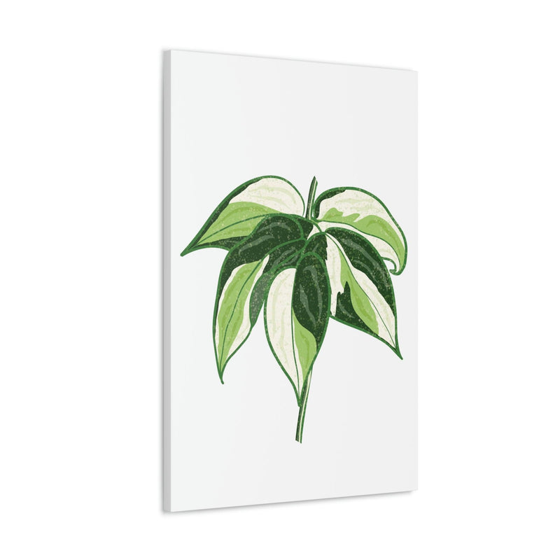 Philodendron &