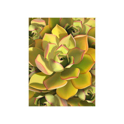 Noble Aeonium Succulent Pattern Print, Poster, Printify, Back to School, Home & Living, Indoor, Matte, Paper, Posters, Valentine's Day promotion, Laura Christine Photography & Design, laurachristinedesign.com