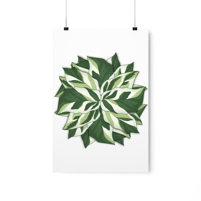 Calathea White Fusion Print, Poster, Laura Christine Photography & Design, Back to School, Bottle, Calathea, Canvas Bag, Coffee, Drinkware, Home & Living, Indoor, Matte, Paper, Posters, Prayer Plant, Reusable, Shopping Bag, Tea, Tote Bag, Travel, Tumbler, Valentine's Day promotion, Water, White Fusion, Laura Christine Photography & Design, laurachristinedesign.com