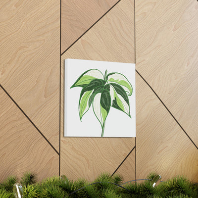 Philodendron 'Cream Splash' Canvas