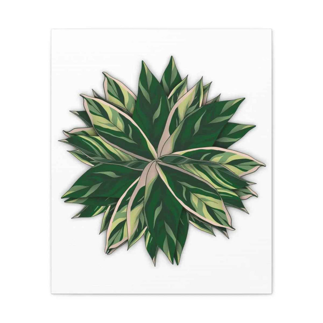 Stromanthe Triostar Canvas - Pastel Stripe Canvas Art Print With Vivid Color Artwork