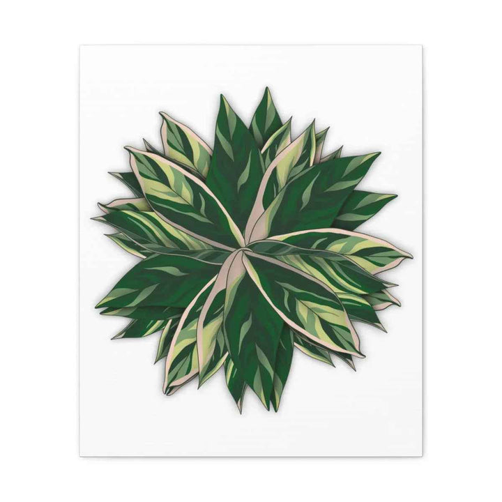 Stromanthe Triostar Canvas - Pastel Stripe Canvas Art Print With Vivid Color Artwork