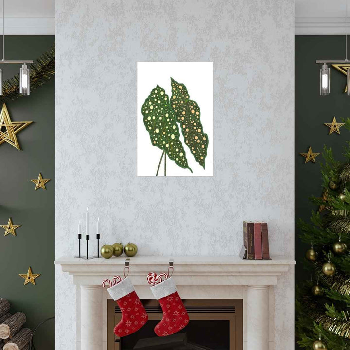 Begonia Maculata Print - Botanical Wall Art on Museum Grade Paper | Matte Finish Unframed