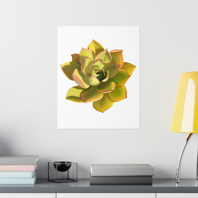 Noble Aeonium Succulent Print