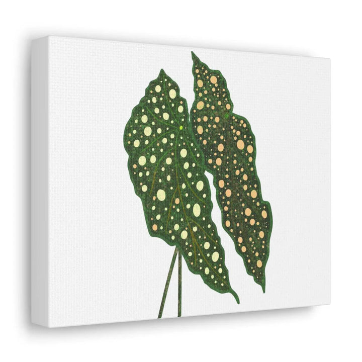 Begonia Maculata Canvas | Premium Canvas Art Print - Matte Finish, Durable Wall Decor - Laura Christine Photography & Design