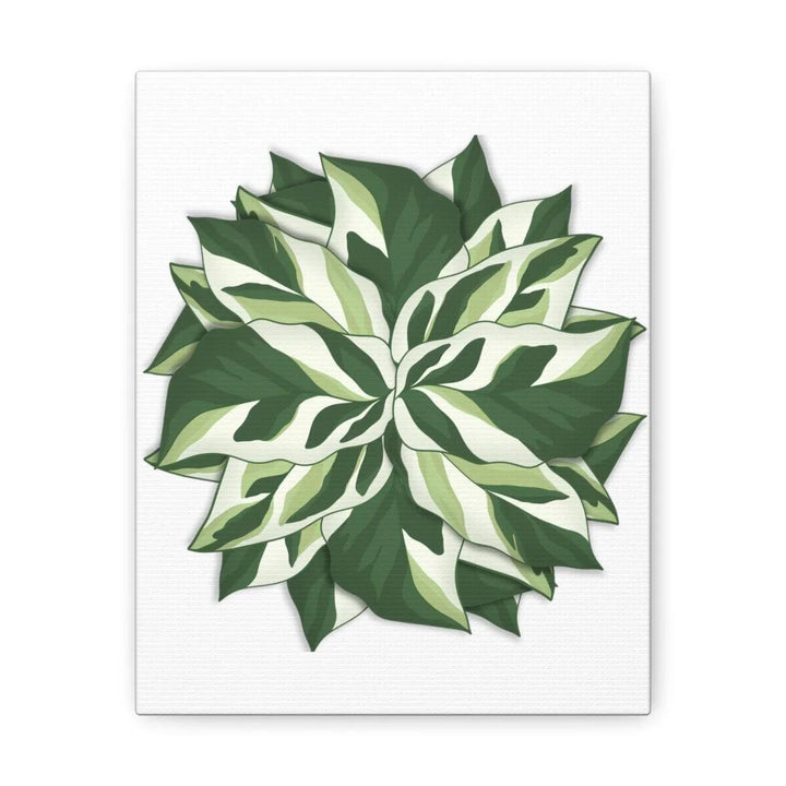 Calathea White Fusion Canvas | Indoor Wall Art - Matte Finish Botanical Canvas Art Print - Laura Christine Photography & Design