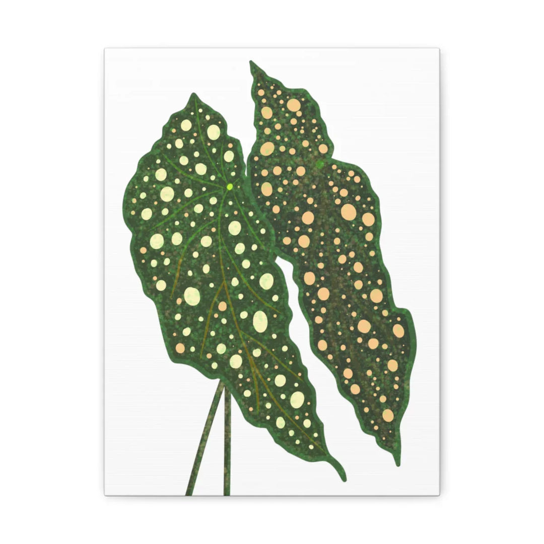 Begonia Maculata Canvas | Premium Canvas Art Print - Matte Finish, Durable Wall Decor - Laura Christine Photography & Design