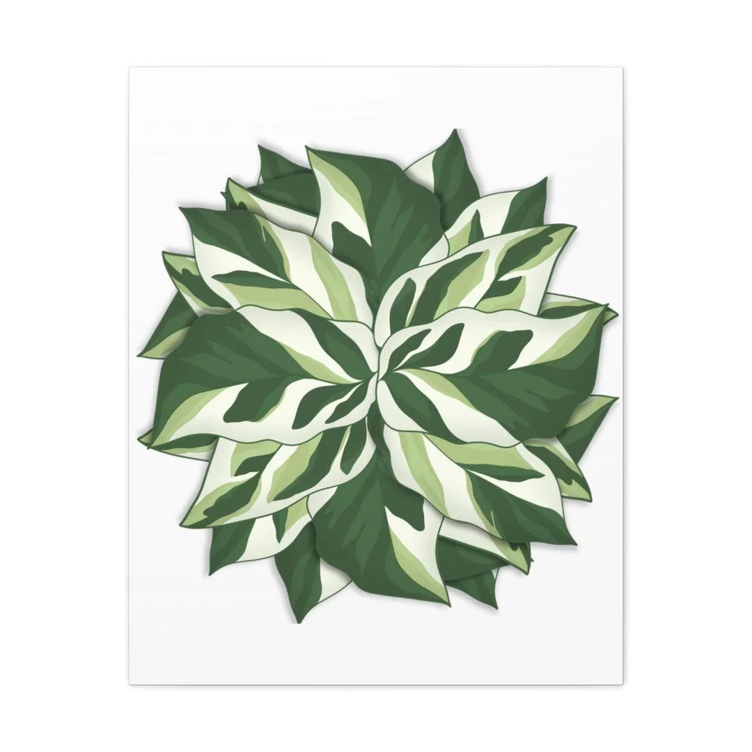 Calathea White Fusion Canvas | Indoor Wall Art - Matte Finish Botanical Canvas Art Print - Laura Christine Photography & Design