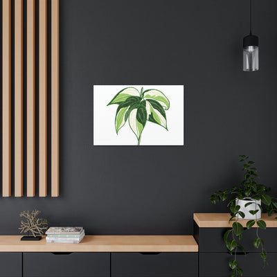 Philodendron 'Cream Splash' Canvas