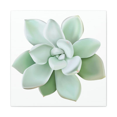 Pachyveria Haagei Succulent Canvas, Canvas, Printify, Art & Wall Decor, Canvas, Hanging Hardware, Home & Living, Indoor, Laura Christine Photography & Design, laurachristinedesign.com