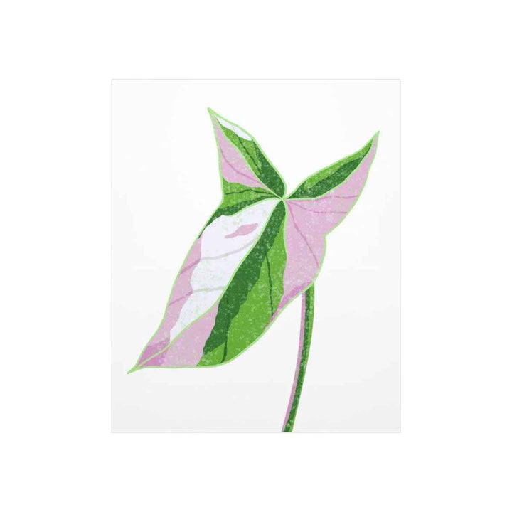 Syngonium Tricolor Print – Botanical Wall Art | Variegated Leaf Poster Unframed