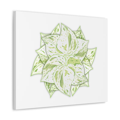 Snow Queen Pothos Canvas