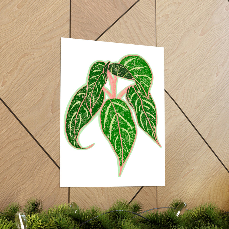 Aglaonema Sparkling Sarah Print