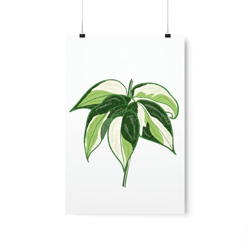 Philodendron &