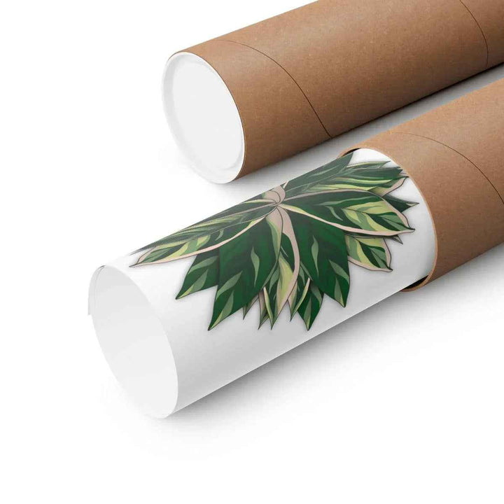 Stromanthe Triostar Print – Tropical Wall Art | Botanical Poster on Museum Grade Paper Unframed