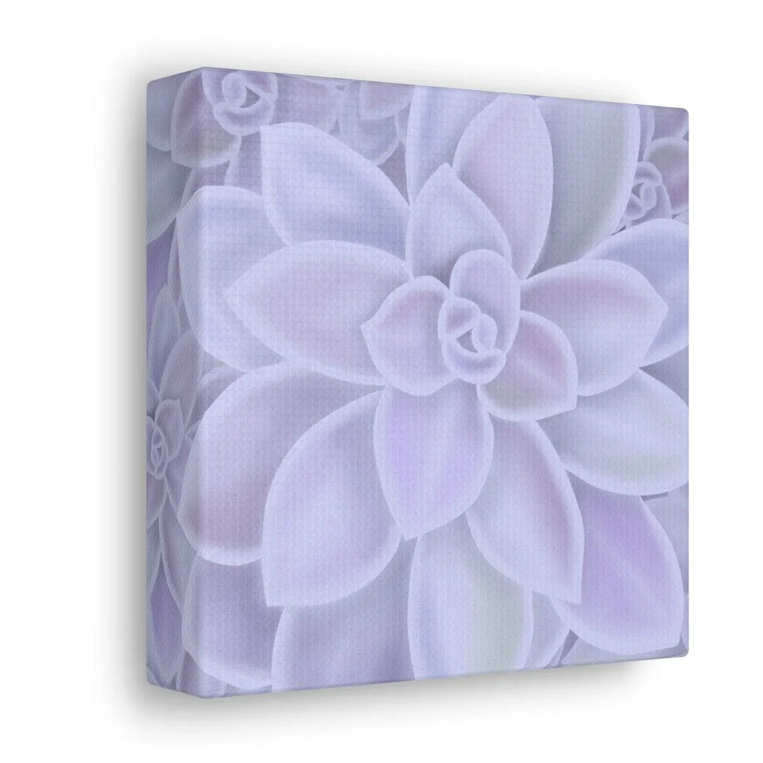 Graptopetalum 'Murasaki' Succulent Canvas, Canvas, Laura Christine Photography & Design, Art & Wall Decor, Canvas, Hanging Hardware, Home & Living, Indoor, Laura Christine Photography & Design, laurachristinedesign.com