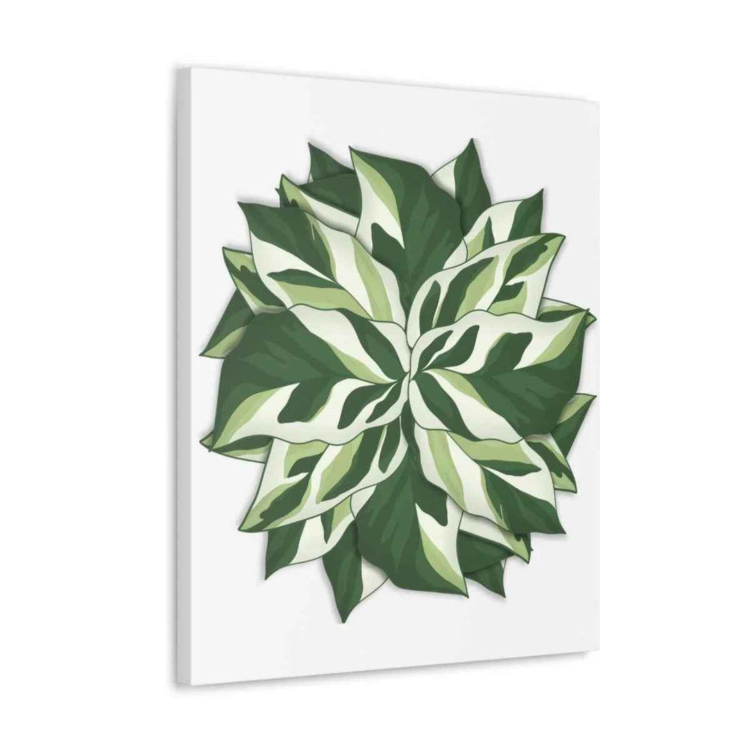 Calathea White Fusion Canvas | Indoor Wall Art - Matte Finish Botanical Canvas Art Print