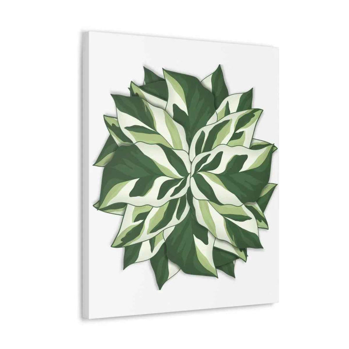 Calathea White Fusion Canvas | Indoor Wall Art - Matte Finish Botanical Canvas Art Print
