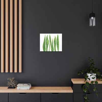 Snake Plant Canvas