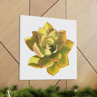 Noble Aeonium Succulent Canvas, Canvas, Printify, Art & Wall Decor, Canvas, Hanging Hardware, Home & Living, Indoor, Laura Christine Photography & Design, laurachristinedesign.com