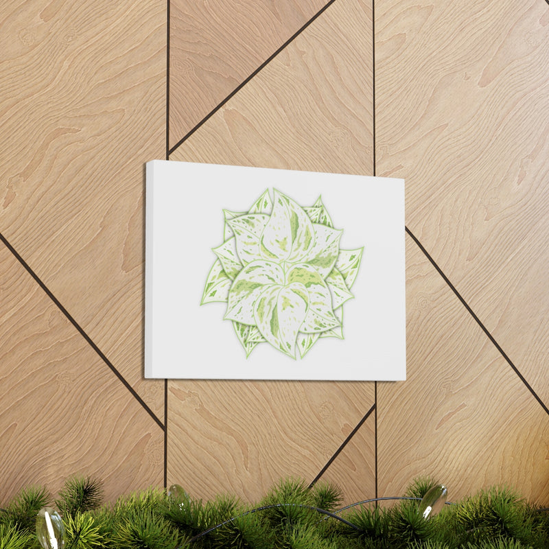 Snow Queen Pothos Canvas