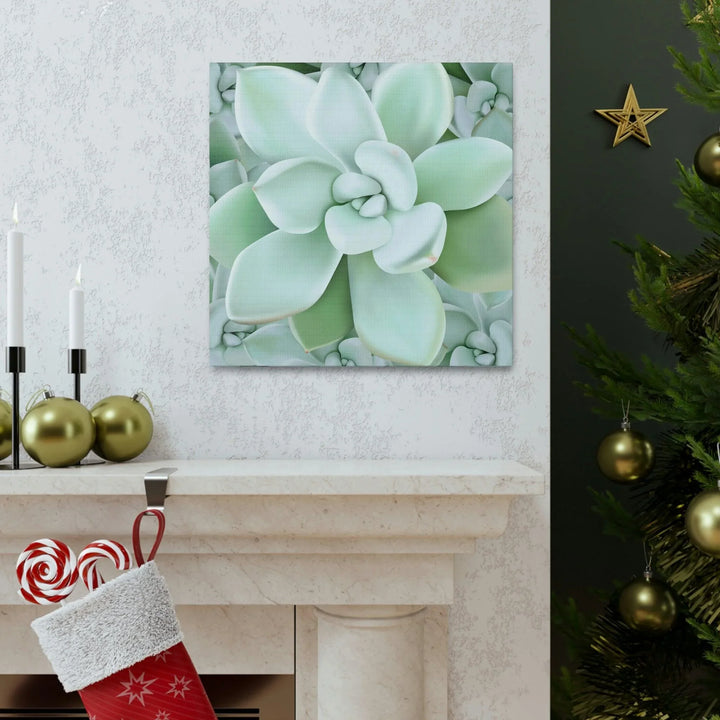 Pachyveria Haagei Succulent Pattern Canvas, Canvas, Printify, Art & Wall Decor, Canvas, Hanging Hardware, Home & Living, Indoor, Laura Christine Photography & Design, laurachristinedesign.com